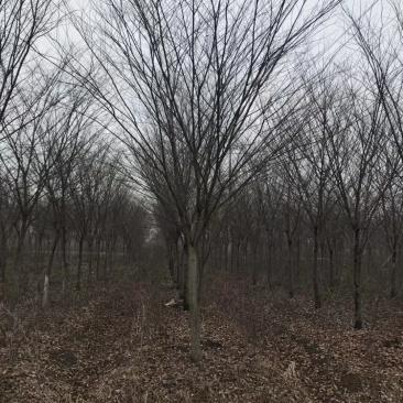 榉树