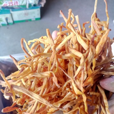 黄条黄花菜
