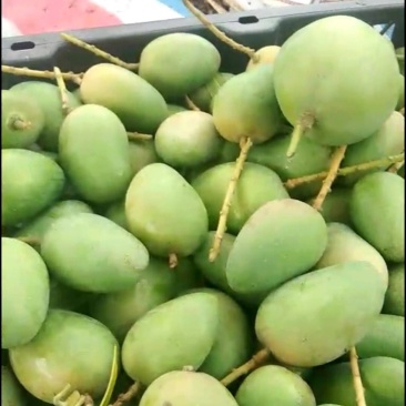 出售各品种芒果次果