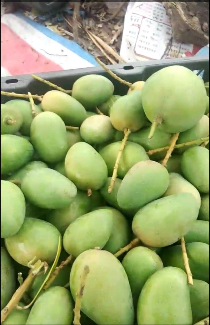 出售各品种芒果次果