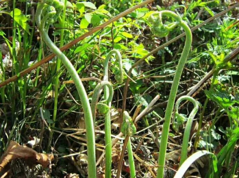 野生蕨菜