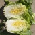 大白菜
