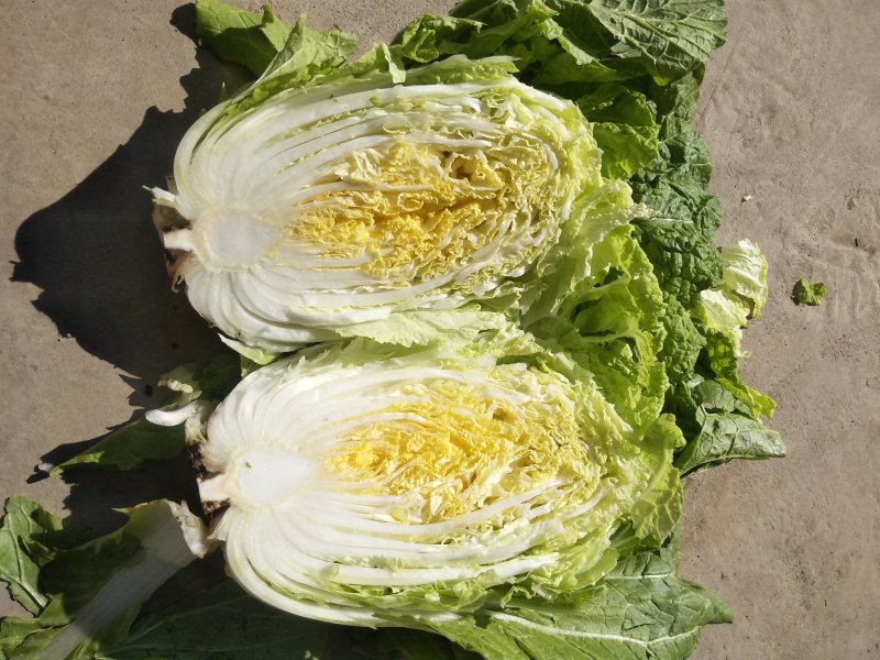 大白菜