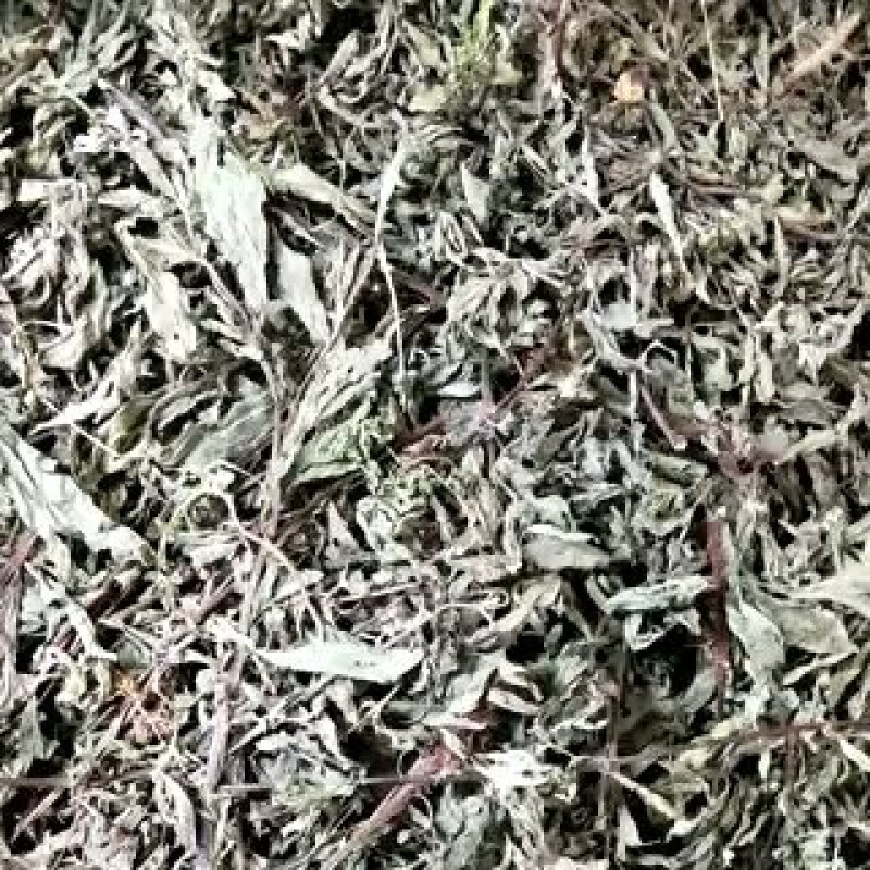 旱莲草