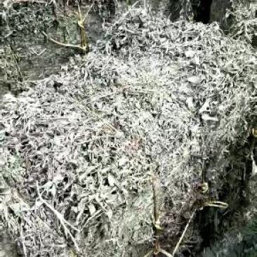 旱莲草