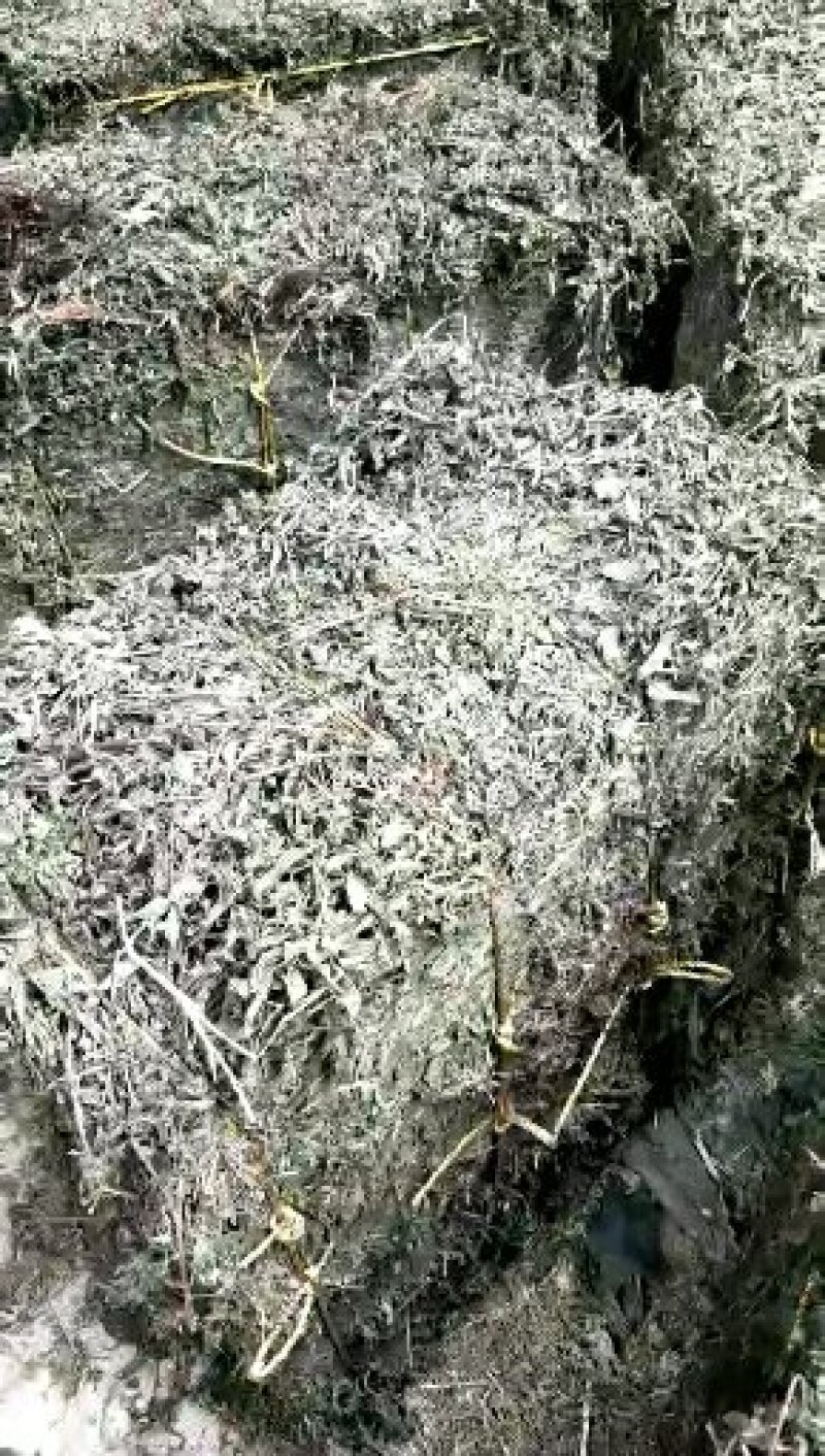 旱莲草