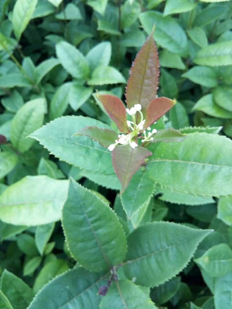 包邮桂花树苗八月桂占地专用树苗罗汉松树苗