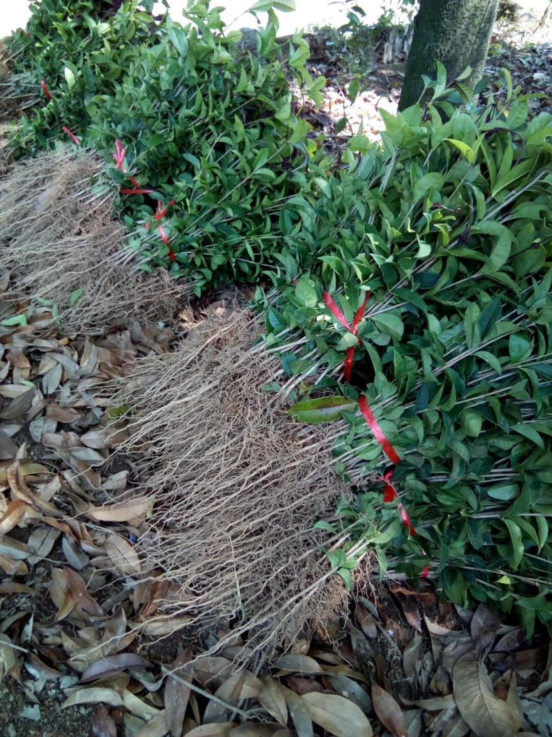包邮桂花树苗八月桂占地专用树苗罗汉松树苗