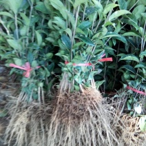 包邮桂花树苗八月桂占地专用树苗罗汉松树苗