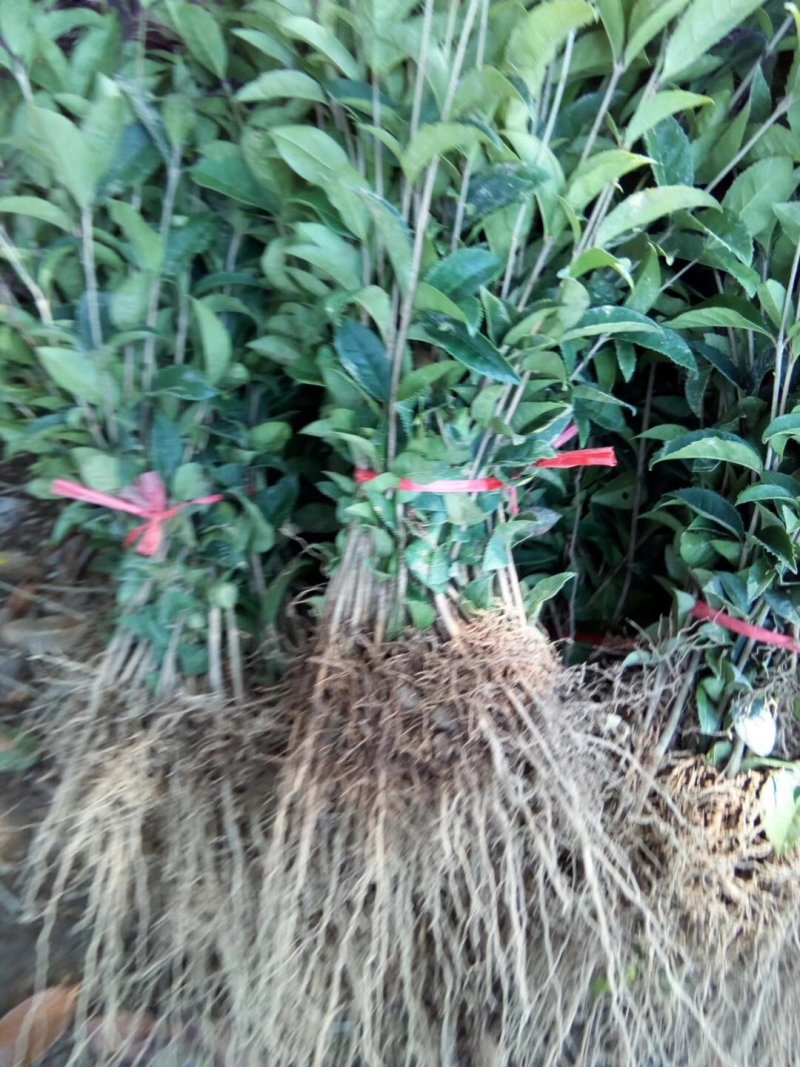 包邮桂花树苗八月桂占地专用树苗罗汉松树苗