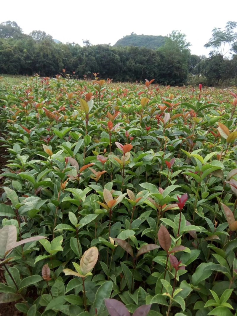 包邮桂花树苗八月桂占地专用树苗罗汉松树苗
