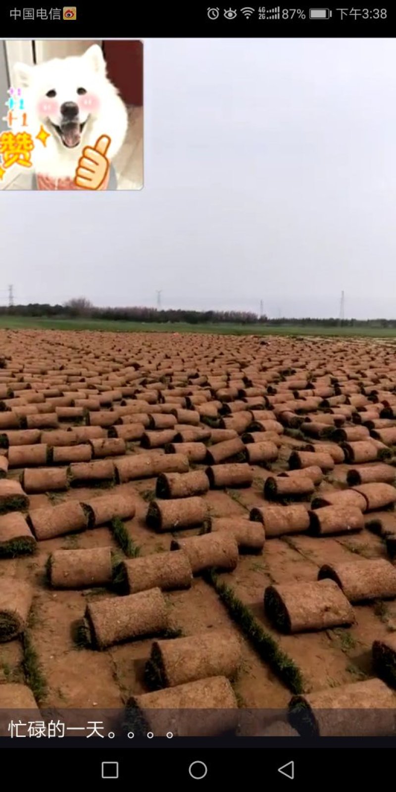 早熟禾高羊茅，开春草皮出售，欢迎咨询购买