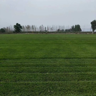 早熟禾高羊茅，开春草皮出售，欢迎咨询购买