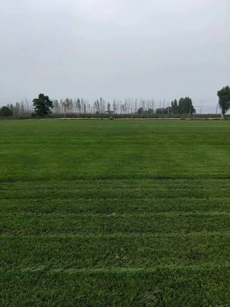 早熟禾高羊茅，开春草皮出售，欢迎咨询购买