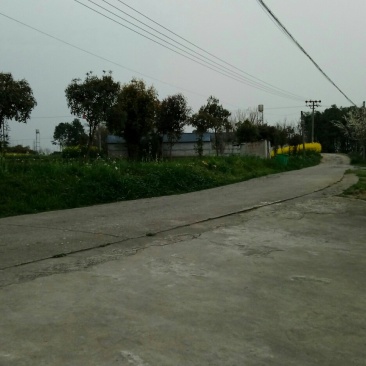大量出售香樟树