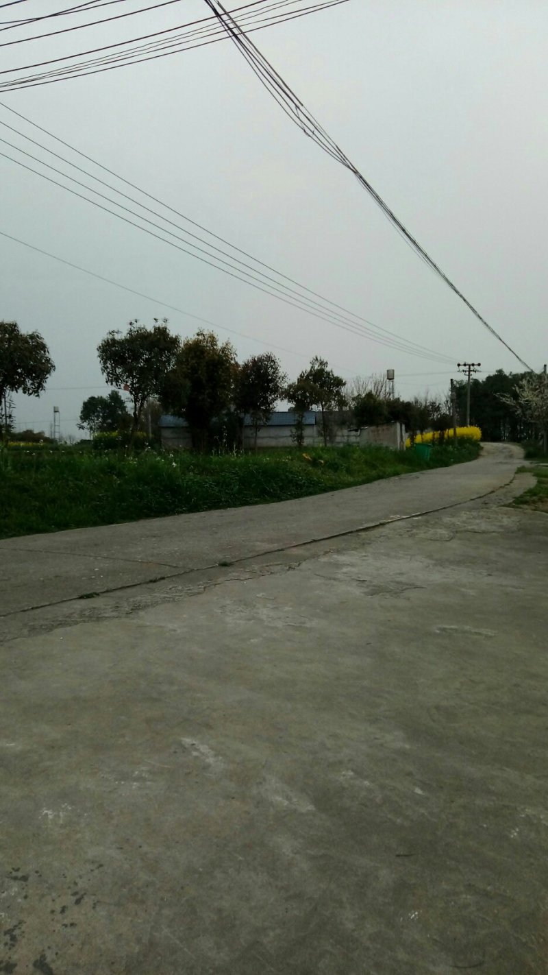 大量出售香樟树