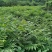 黄柏苗重庆黄柏苗