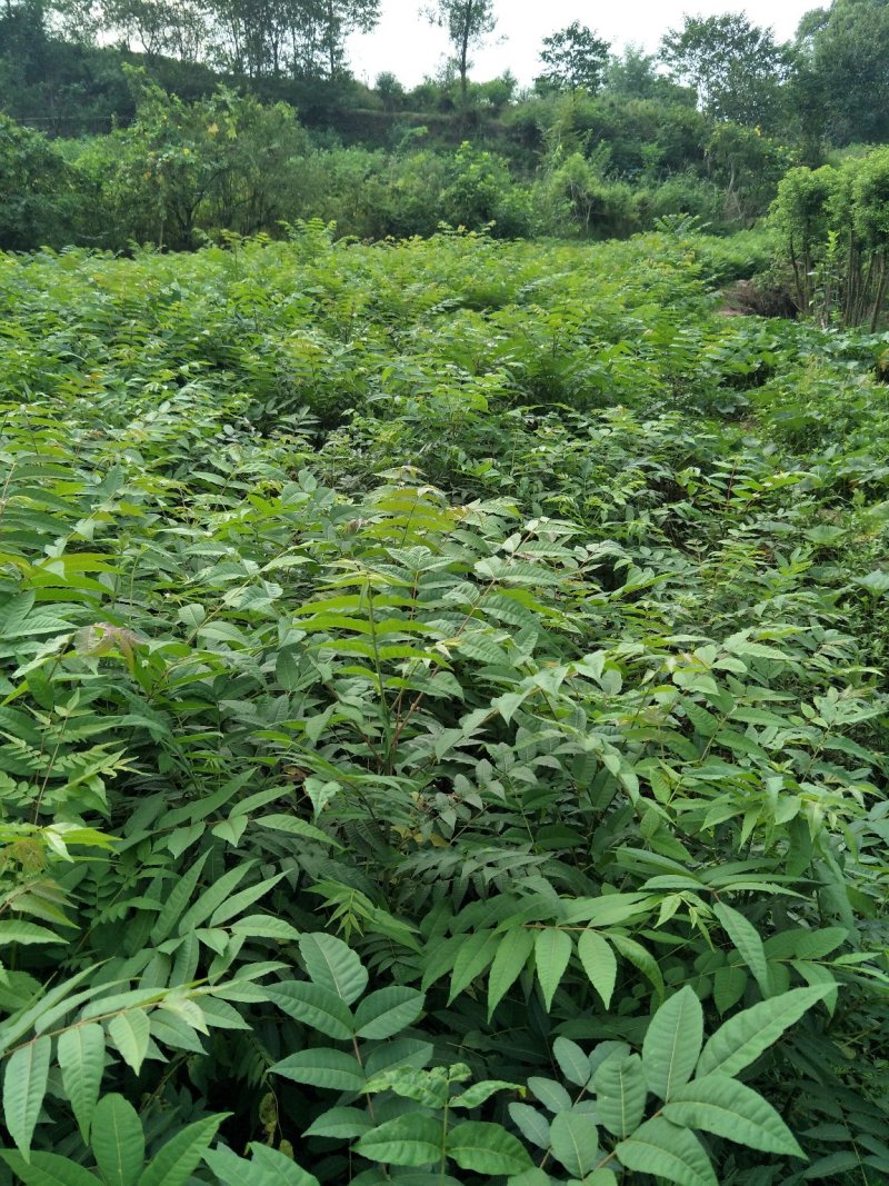 黄柏苗重庆黄柏苗
