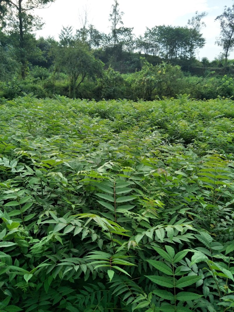 黄柏苗重庆黄柏苗
