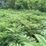 黄柏苗重庆黄柏苗