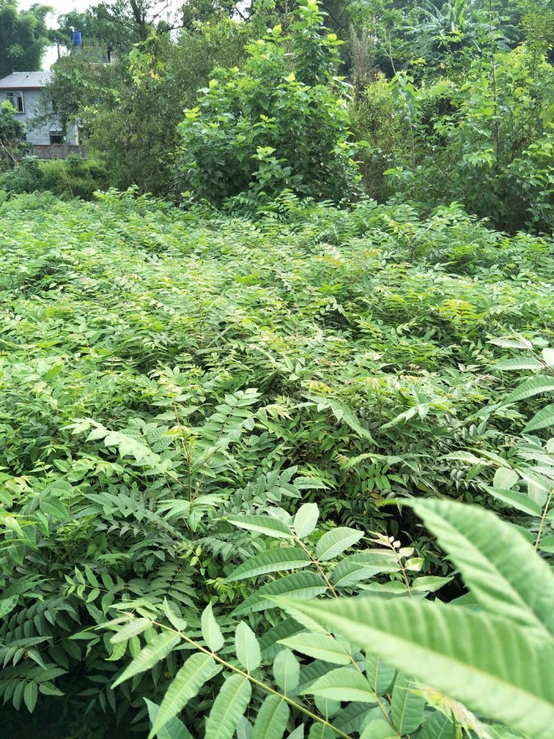 黄柏苗重庆黄柏苗