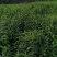 推荐杜仲苗药用重庆杜仲苗规格齐全价格实惠欢迎老板联系