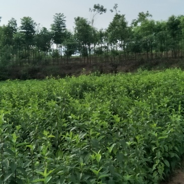 推荐杜仲苗药用重庆杜仲苗规格齐全价格实惠欢迎老板联系