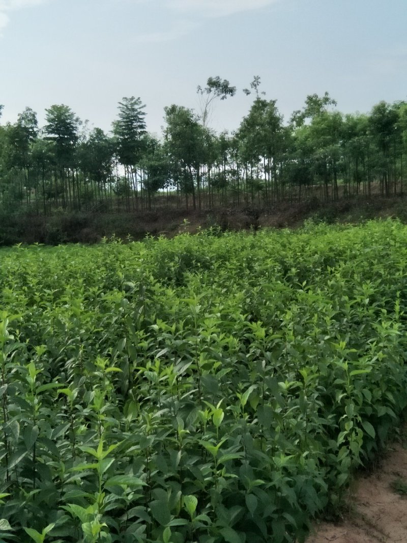 推荐杜仲苗药用重庆杜仲苗规格齐全价格实惠欢迎老板联系