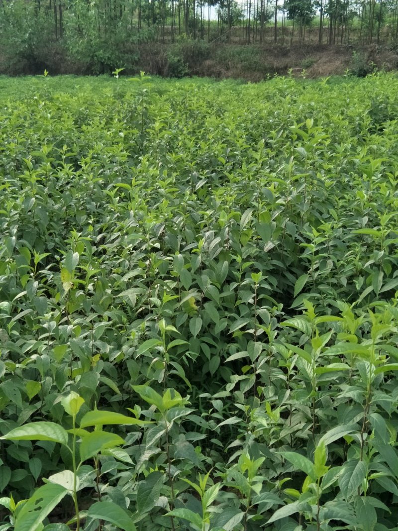 推荐杜仲苗药用重庆杜仲苗规格齐全价格实惠欢迎老板联系