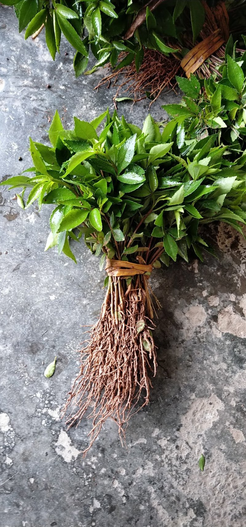正宗江津九叶青花椒小苗奶苗根系好成活率高