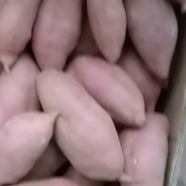 腾飞地瓜