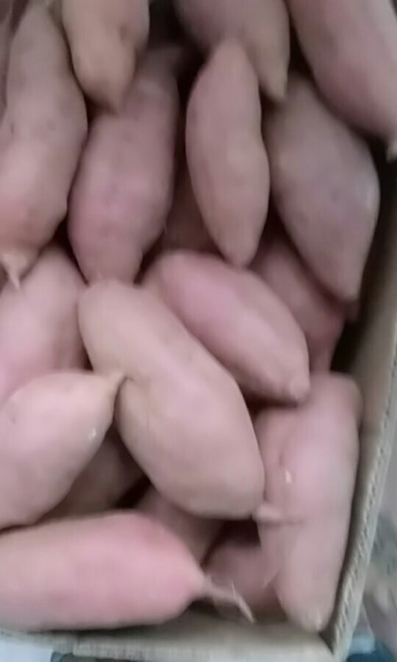 腾飞地瓜