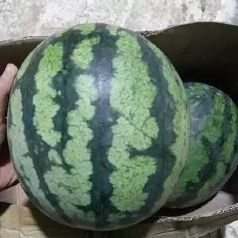 甜王西瓜