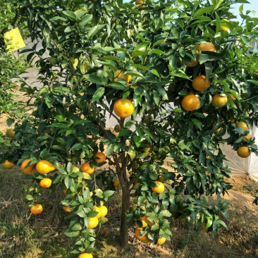 沃柑树