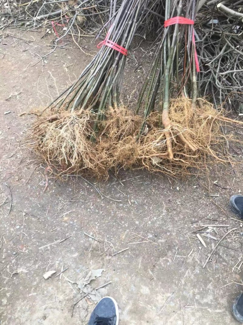 樟树基地纯中花。产量高存活率高