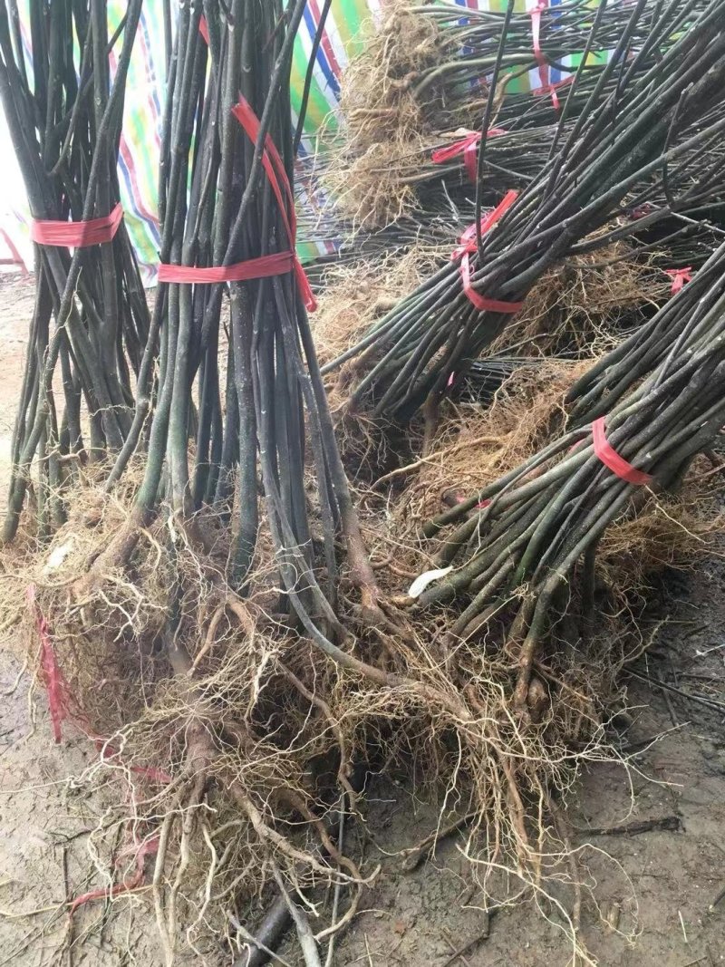 樟树基地纯中花。产量高存活率高