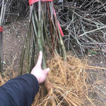 樟树基地纯中花。产量高存活率高