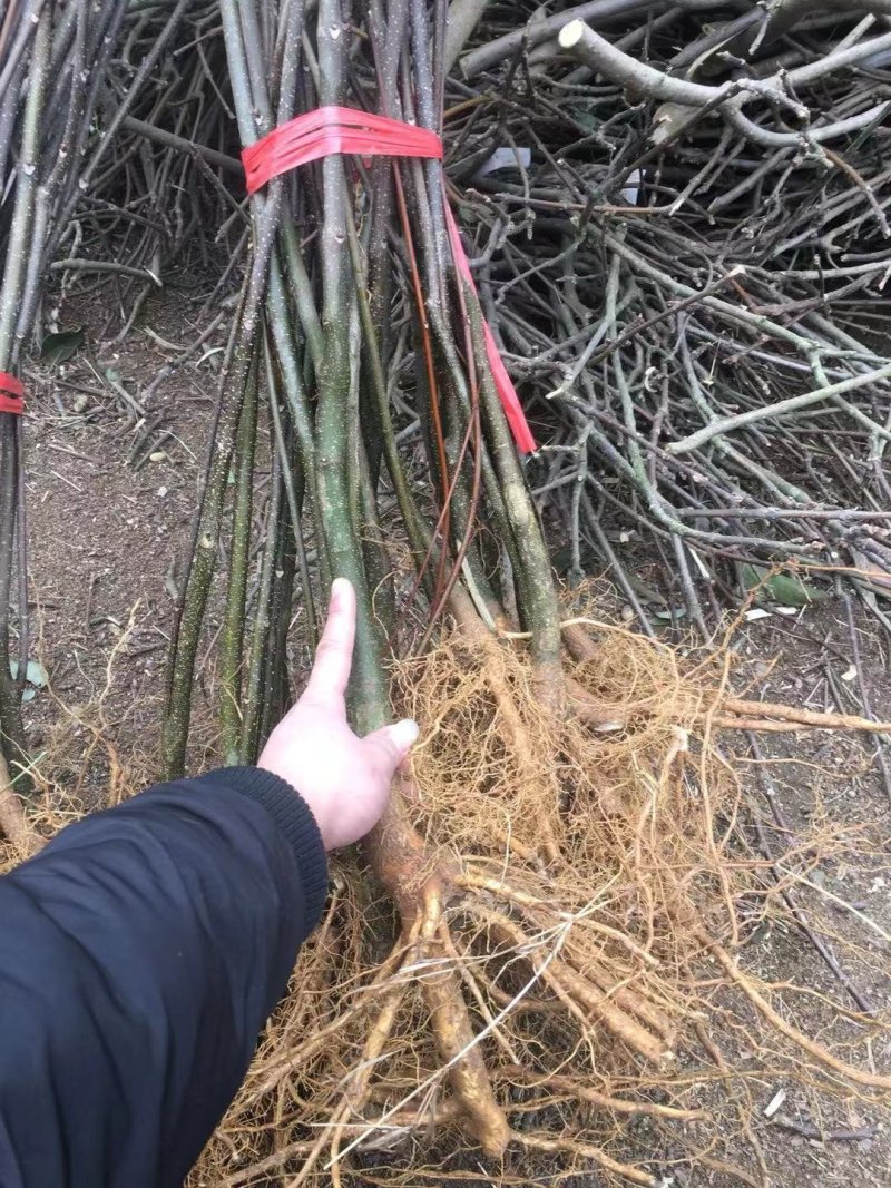樟树基地纯中花。产量高存活率高
