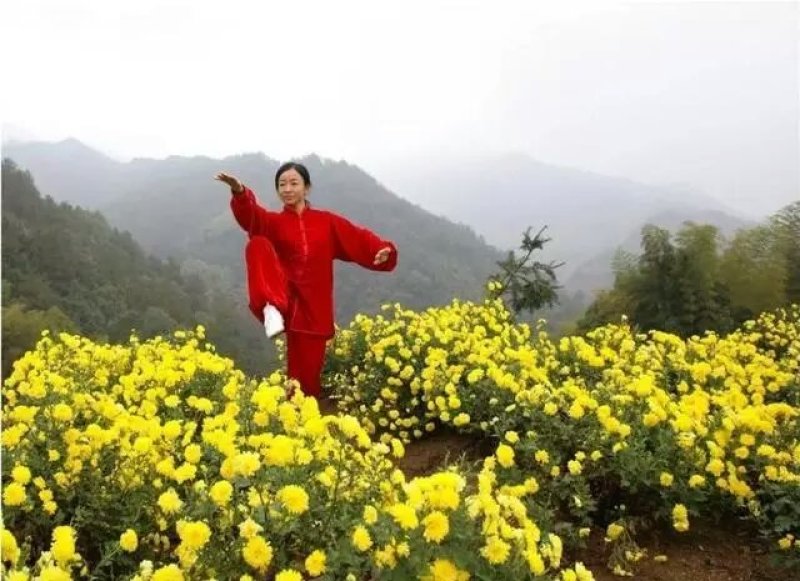 供菊花苗，金丝皇菊，怀菊，冰菊，北京菊，杭白菊