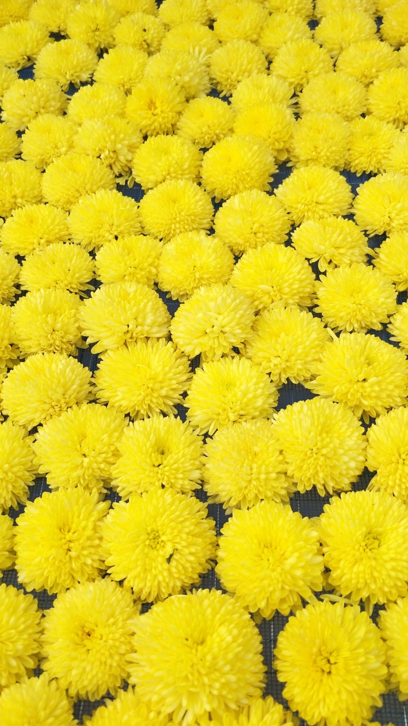供菊花苗，金丝皇菊，怀菊，冰菊，北京菊，杭白菊