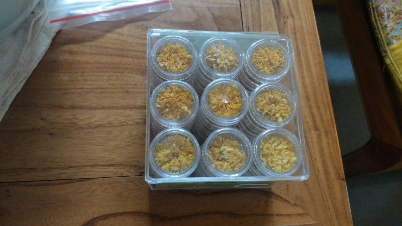 供菊花苗，金丝皇菊，怀菊，冰菊，北京菊，杭白菊