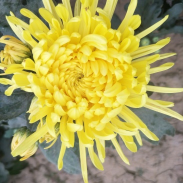供菊花苗，金丝皇菊，怀菊，冰菊，北京菊，杭白菊