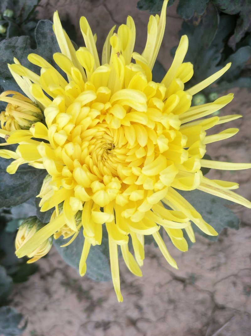 供菊花苗，金丝皇菊，怀菊，冰菊，北京菊，杭白菊
