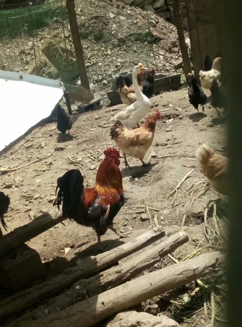 土鸡蛋出售