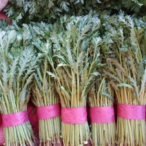 精品茼蒿，各种蔬菜