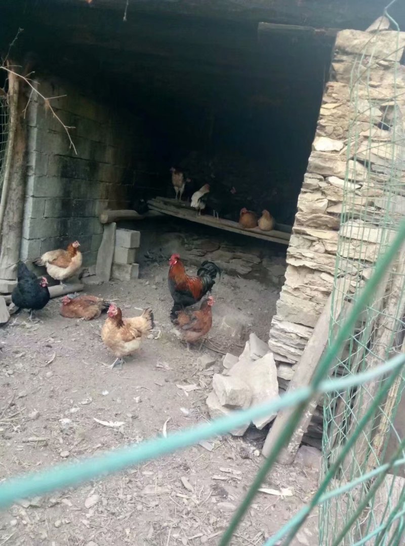 土鸡蛋出售