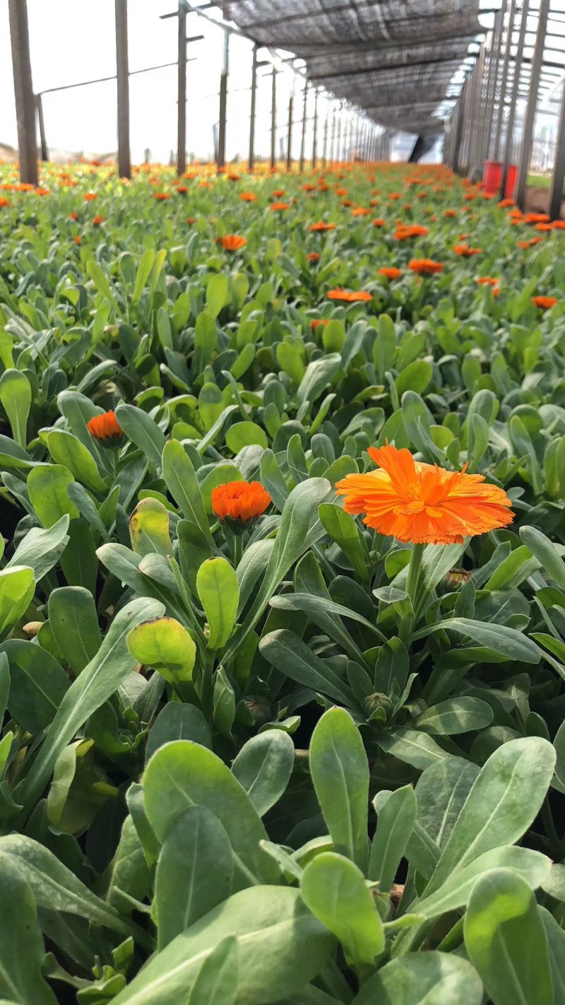 精品金盏菊基地大量现货供应