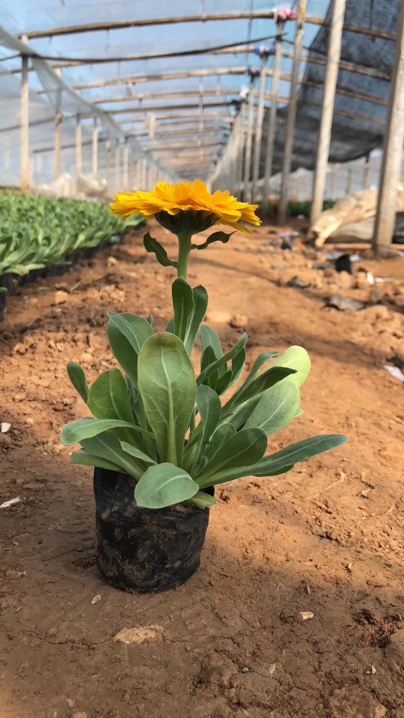精品金盏菊基地大量现货供应