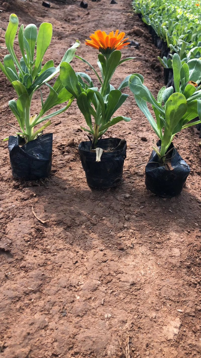 精品金盏菊基地大量现货供应