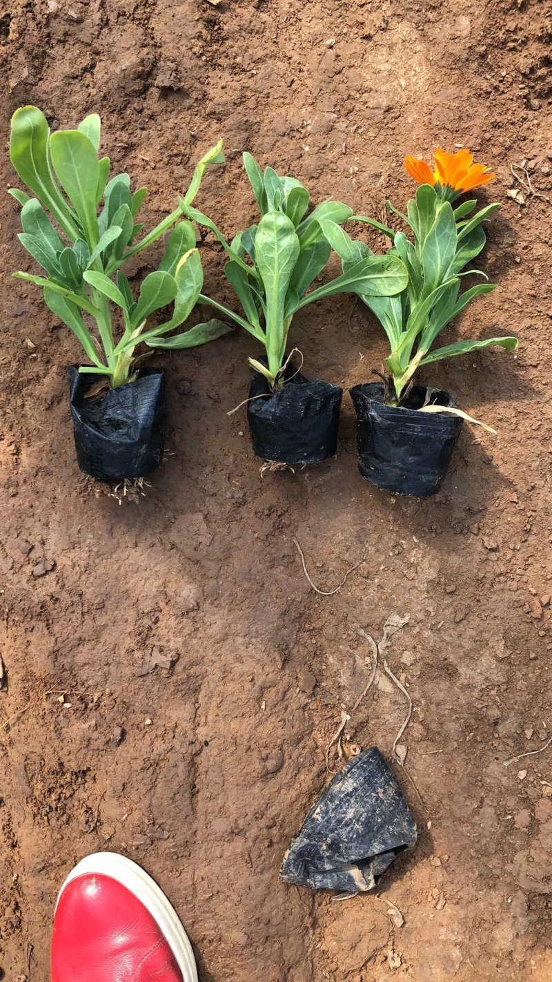 精品金盏菊基地大量现货供应